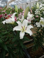 [5546 PO49 LUN 5349 No01.JPG]